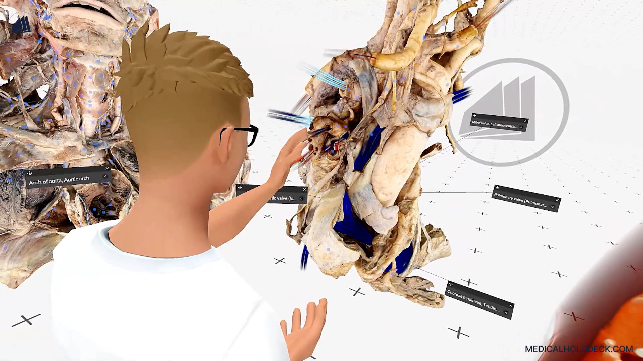 The heart valves thumbnail 4